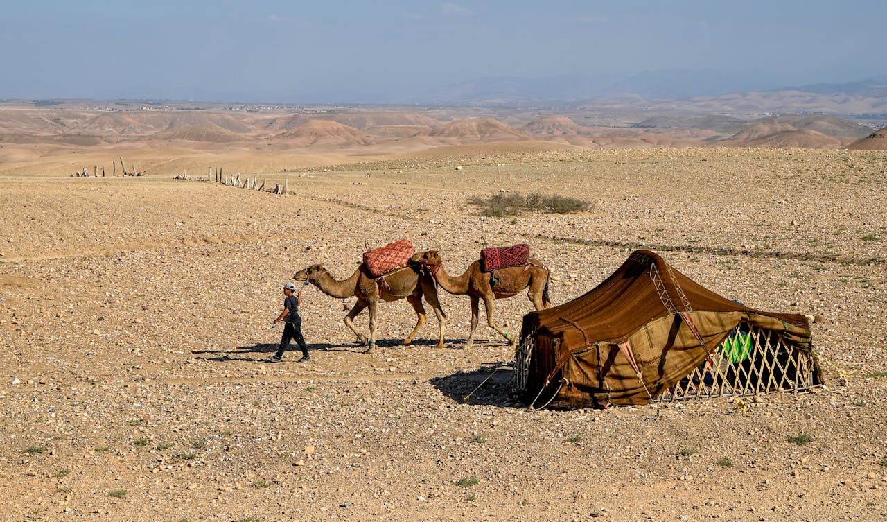 services-04 A man leads a camel caravan across the Moroccan desert landscape, showcasing traditional nomadic culture.